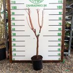 Mini čerešňa nízkokmenná (Prunus Avium) ´MOREL´ - výška 60-80 cm, kont. C10L
